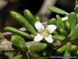 Image result for Lycium