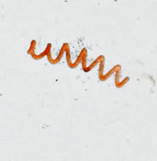Image result for drop of seawater microscope