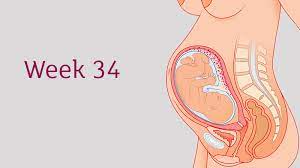 Your fetus stock images are ready. 34 Weeks Pregnant All You Need To Know Tommy S