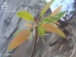 Image result for Eucalyptus sp.