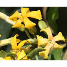 Native Frangipani Tree For Sale Hymenosporum Flavum Online Plants