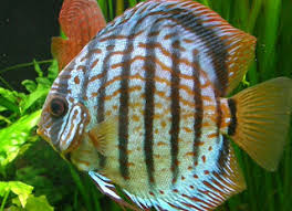 Nah, biar usaha ikan gabus yang mau kamu lakukan itu bisa berhasil dan menghasilkan panen yang melimpah, berikut ini yang perlu kamu tahu dan lakukan. Bagai Mana Cara Budidaya Ikan Discus Yang Tepat Cara Budidaya Ikan Dan Tanaman