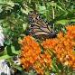 Hessel Farmers Market Plant Sale