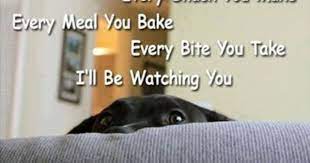 Dogs Version Of Sting S Stalker Song Every Breath You Take I Ll Be Watching You I Love Dogs Bones Funny Great Dog Names