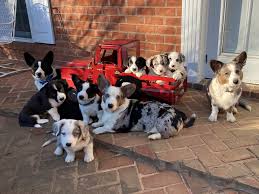 The cardigan welsh corgi /ˈkɔːrɡi/ is one of two separate dog breeds known as welsh corgis that originated in wales; Arian Farms Welsh Cardigan Corgis Border Collies And Icelandic Horses About Facebook