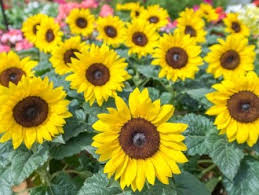 Garden Centre St Albans Herts Carpenters Nursery Farm Shop