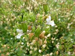 Image result for Nemesia lilacina