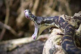 Abc Open Pic Of The Year Power Animal Snake Python