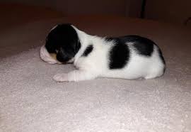 If you are searching for the perfect dachshund puppy to bring into your home, you have come to the right. Miniature Dachshund Puppy For Sale Adoption Rescue For Sale In Richmond Virginia Classified Americanlisted Com