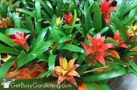 We all know that our pets are curious creatures and can often find their way into things that aren't intended for them. 15 Pet Friendly Indoor Houseplants Safe For Cats And Dogs