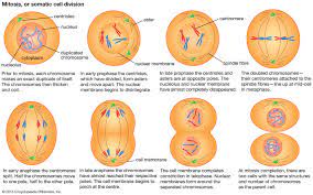 Eukaryotic (animal) cells, and prokaryotic (plant) cells. Cell Cell Division And Growth Britannica