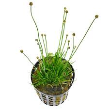 Image result for Eriocaulon schimperi