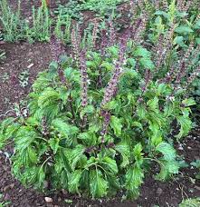 Image result for Ocimum basilicum