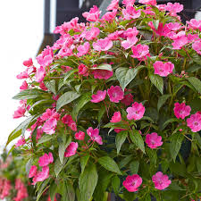 Image result for Impatiens sylvicola