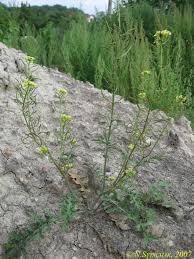 Image result for Erucastrum arabicum