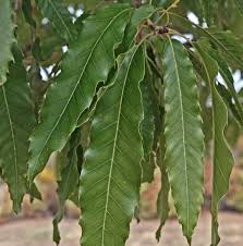 Image result for Quercus acutissima