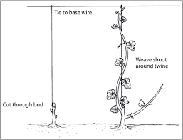 Image result for grape pruning