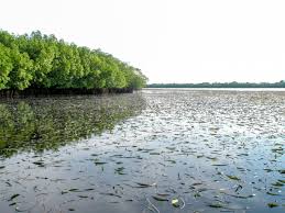 Versi alkitab yang paling banyak dipakai.; Padang Rumput Di Laut Yang Terlupakan Cifor Forests News