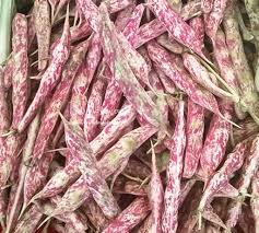 Coklat,permen,chiki,keripik,kerupuk,kue,roti,kacang hak veto dimiliki oleh negara. Kacang Jogo Kacang Merah Kaya Manfaat Jalan Jalan Terus