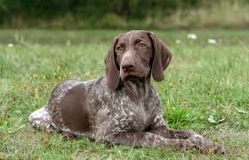 1 male (brown and white) 1 female (all black and white). German Shorthaired Lab Mixed Dog Breed Info Pictures Facts