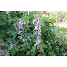Image result for Ocimum labiatum