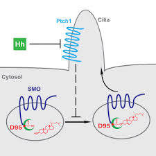 I had never done this before because i was always told by my hmo. Cholesterol Modification Of Smoothened Is Required For Hedgehog Signaling Molecular Cell