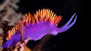 The spanish shawl nudibranch or flabellina iodinea is another ocean beauty! Spanish Shawl Nudibranch Album On Imgur