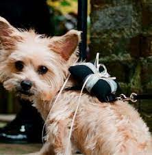 Dog Carrying Wedding Rings Ring Bearer Dog Adorable Ring Bearer Ring Bearer Wedding