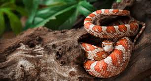 Classic, 100% het amel, 66% het strawberry, anery (hwro outcross) corn snake. 5 Popular Corn Snake Morphs Reptile Centre