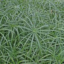 Image result for Cyperus maculatus