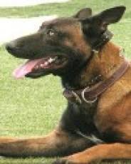 Reflections for K9 Ronin, Glendale Police Department, Arizona