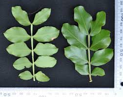 Image result for Schotia brachypetala