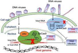 Check spelling or type a new query. Frontiers Control Of Plant Viruses By Crispr Cas System Mediated Adaptive Immunity Microbiology