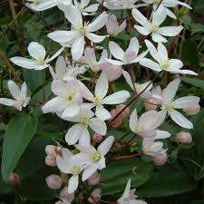 It is native to much of china (except the north and extreme south) and northern burma. Clematis Armandii Apple Blossom