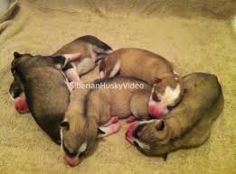 Saving grace keeps about 80 dogs available for adoption and has a variety of sizes, shapes, ages and temperaments. 5 Siberian Husky Puppies For Sale In Greensboro North Carolina Classified Americanlisted Com