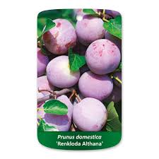 Image result for prunus domestica renkloda althana