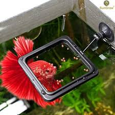Betta fish are an excellent option for a home or office aquarium. Sungrow Feeding Ring 4x4 Inches Floating Food Square Easy To Instal Luffy Pets