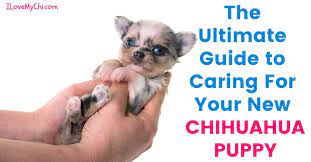 She would play with the puppy every day evening. How To Take Care Of Your New Chihuahua Puppy I Love My Chi
