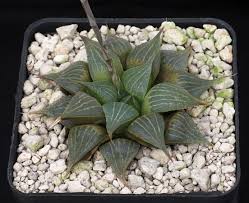 Image result for Pteronia acuminata