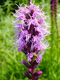 Image result for Xyris fugaciflora