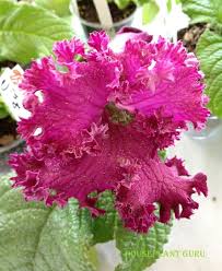 Image result for Streptocarpus eylesii