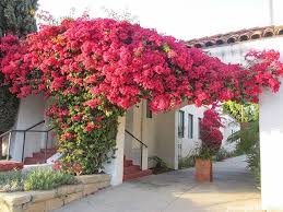 Image result for bougainvillea flower