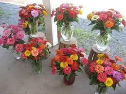 Pin On Zinnias