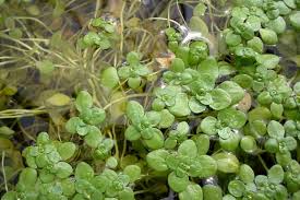 Image result for Callitriche