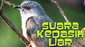 Burung kedasih atau burung emprit ganthil adalah jenis burung yang sangat populer di indonesia, tapi kepopuleran burung. Suara Emprit Gantil Gacor Dan Bersahutan Di Alam Liar Youtube