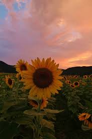 عباد الشمس In 2020 Sunflower Iphone Wallpaper Sunflower Wallpaper Nature Photography