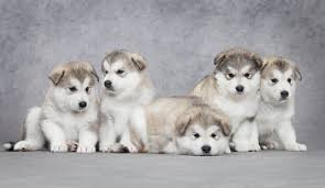 Find giant alaskan malamute puppies and dogs from a breeder near you. Every Owner S Ultimate Guide To The Alaskan Malamute Breed K9 Web