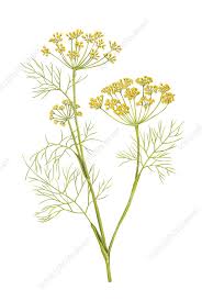 Image result for Foeniculum vulgare