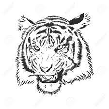 Affordable and search from millions of royalty free images, photos and vectors. Angry Tiger Head Silhouette Vector Sketch Illustration Royalty Free Cliparts Vectors And Stock Illustration Image 136139023