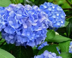 We did not find results for: Hydrangea Color Change Changing Color Of Hydrangeas Blue Pink